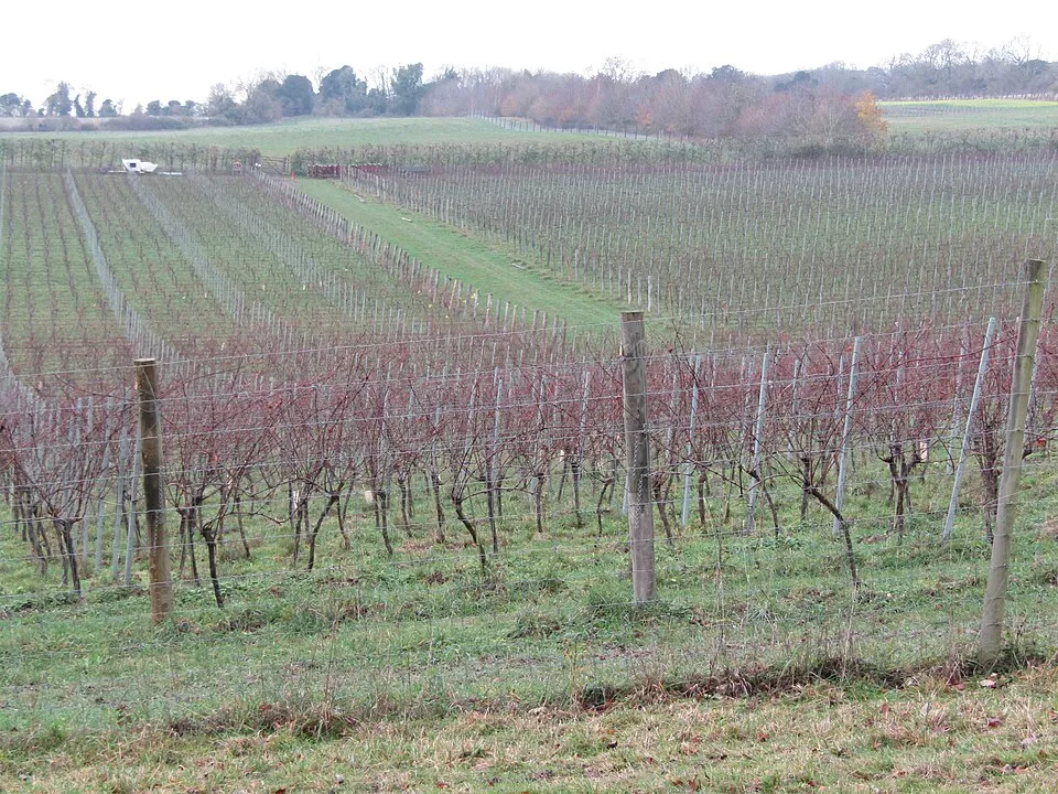Albury Organic Vineyard