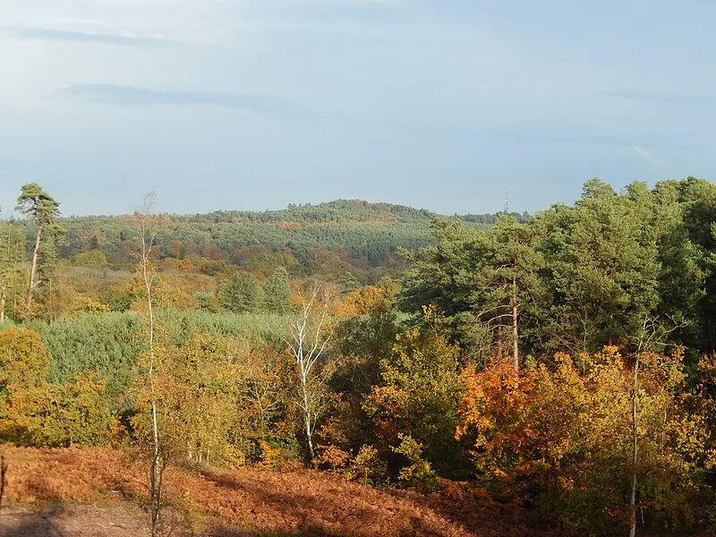 Crooksbury Common & The Sands