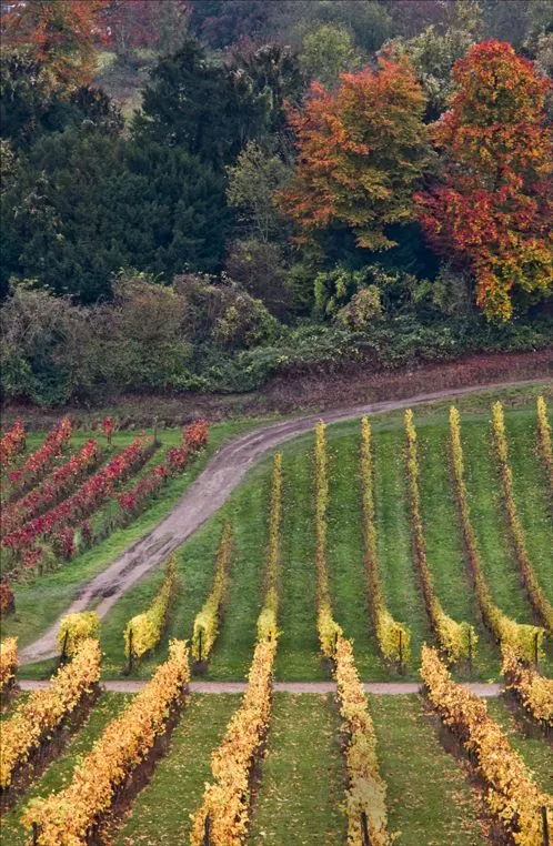 High Clandon Estate Vineyard
