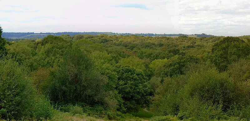 Holmwood Common