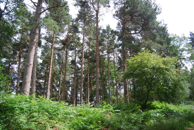 Hurtwood Park Polo Club