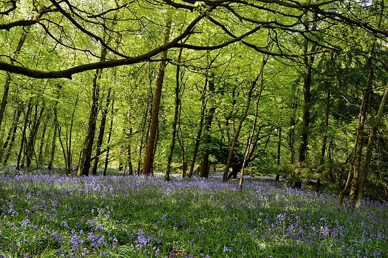 Ranmore Common & Polesden Lacey Loop